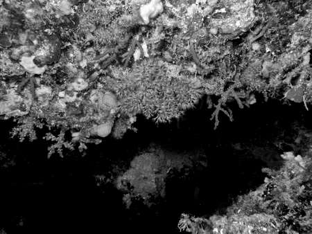 Red coral.の写真素材