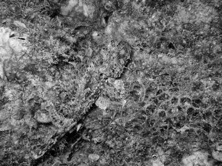 Underwater life.の写真素材