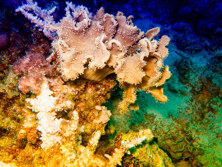 Shapes and colours of the Red Sea.の写真素材