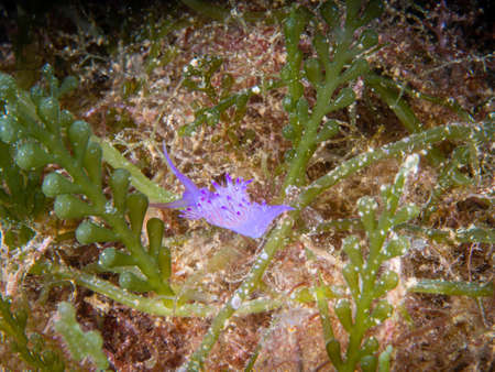 Flabellina affinis, Mediterranean underwater life.の写真素材