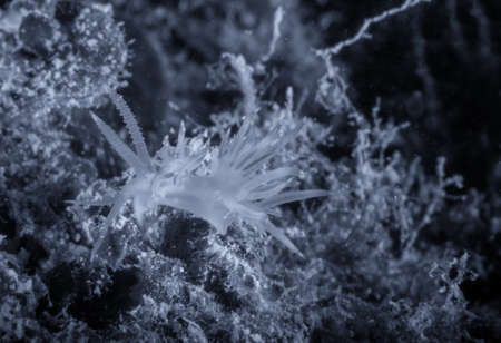 Flabellina, underwater life.の写真素材