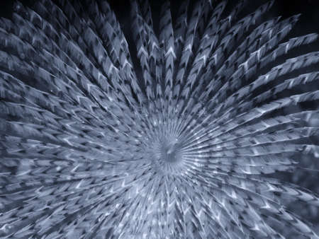 Underwater photograph of a spirograph Sabella spallanzanii, in the Mediterranean Sea.の写真素材
