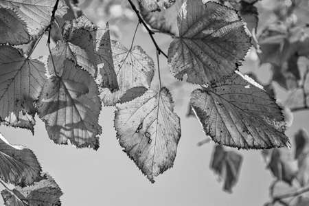 Yellowed leaves for the arrival of autumn.