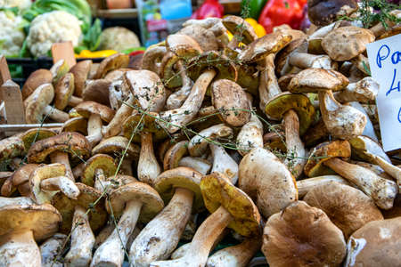 Beautiful collection of porcini mushrooms, Tuscany, Italy.の写真素材