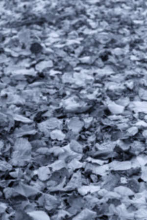 The leaves fall, the colors of autumn fall.の写真素材