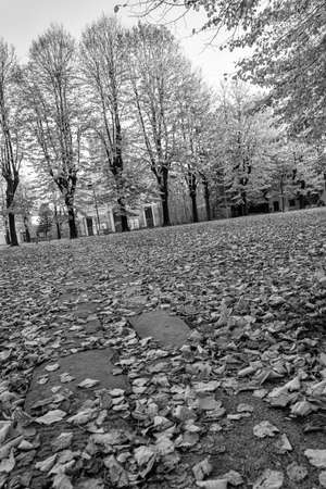 Trees yellow leaves and fallen leaves, Autumn.の写真素材