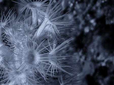 Parazoanthus axinellae yellow anemone underwater.の写真素材