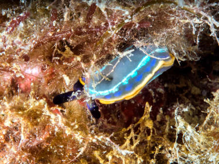 Nudibranch, felimare tricolor,の写真素材