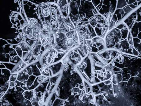 Basket star (Astrospartus mediterraneus) in Mediterranean Sea, Italy.の写真素材