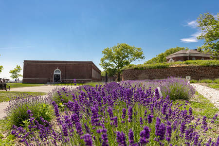 Lavender Flowers in Governor's Island, New York.の写真素材