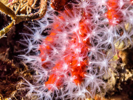 Red Coral on Mediterranean reef.の写真素材