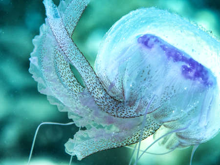 Beautiful jellyfish underwater in Mediterranean sea, Mauve stinger Pelagia noctiluca.の写真素材