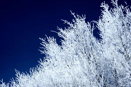 Beautiful view of the branches of some trees frozen by the cold winter.の写真素材