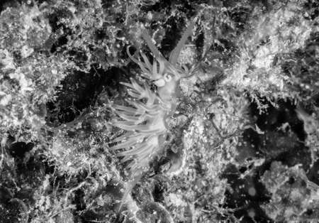 Flabellina affinis is a species of sea slug, an aeolid nudibranch.の写真素材