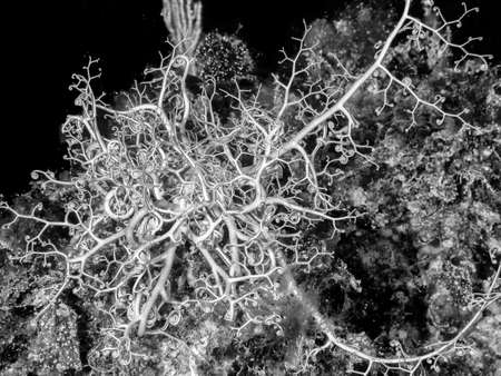 Basket star (Astrospartus mediterraneus) in Mediterranean Sea, Italy.