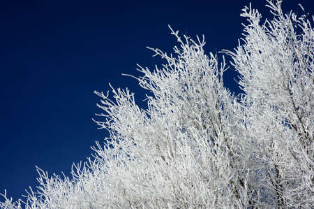 Beautiful view of the branches of some trees frozen by the cold winter.の写真素材