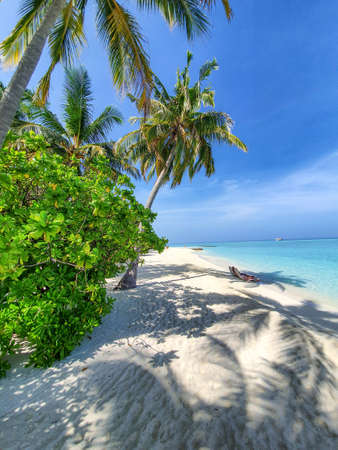 Typical vegetation of the atolls in the Maldives.の写真素材