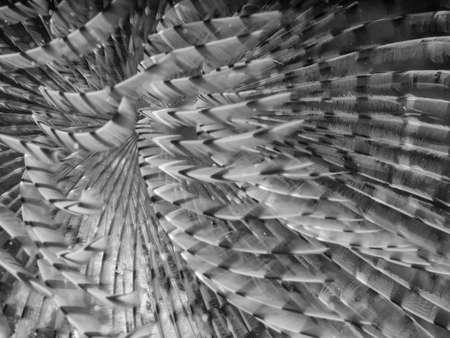 Underwater photograph of a spirograph Sabella spallanzanii, in the Mediterranean Sea.の写真素材