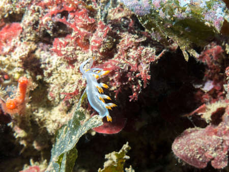 Nudibranch mediterranean.の写真素材