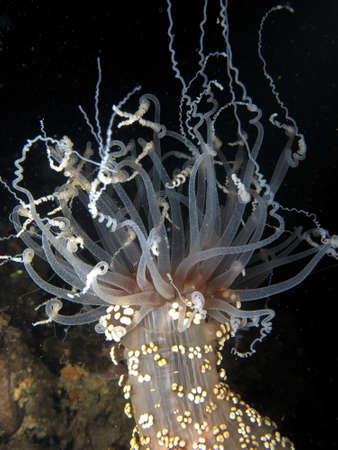 Dive night, Alicia Mirabilis.の写真素材