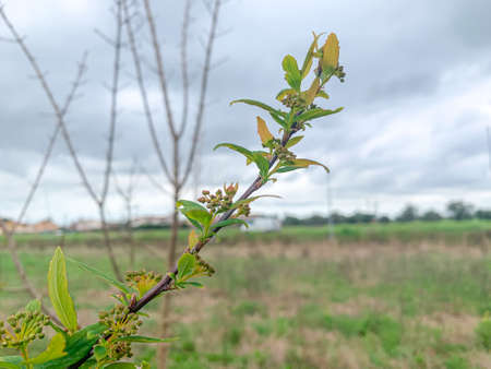 Spring 2020, the flowers bloom giving new life to planet Earth.の写真素材