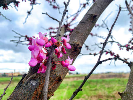 Spring 2020, the flowers bloom giving new life to planet Earth.の写真素材