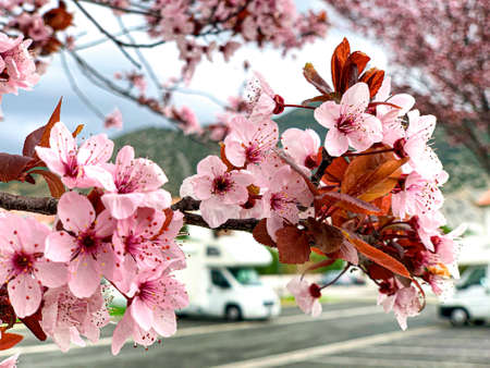 Spring 2020, the flowers bloom giving new life to planet Earth.の写真素材