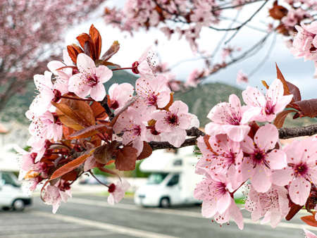 Spring 2020, the flowers bloom giving new life to planet Earth.の写真素材