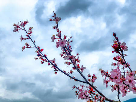 Spring 2020, the flowers bloom giving new life to planet Earth.の写真素材