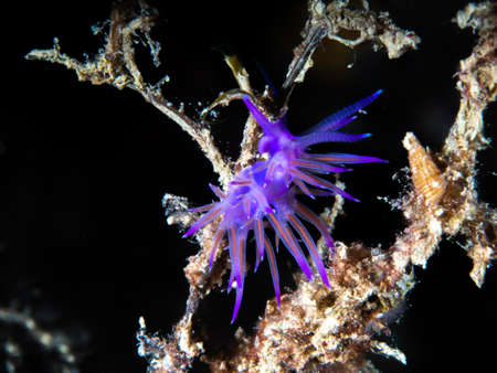 Flabellina affinis is a species of sea slug, an aeolid nudibranch.の写真素材