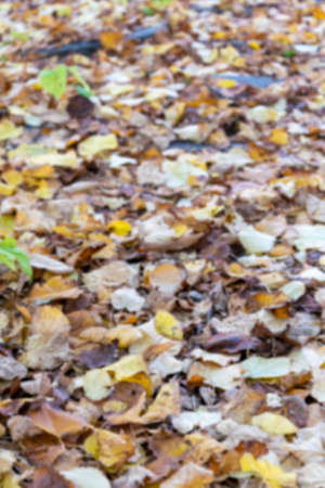 The leaves fall, the colors of autumn fall.の写真素材