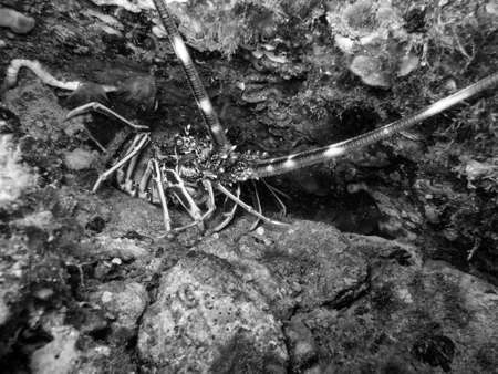 Beautiful lobster,の写真素材