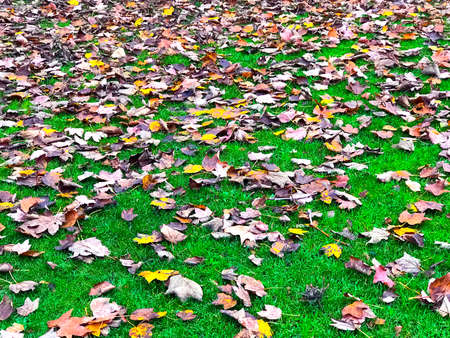 Autumn foliage.の写真素材