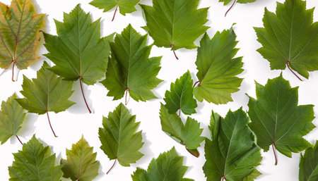 Green leaves on a white background. Flat lay, top view.の素材