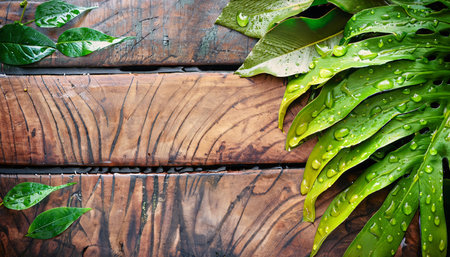 Tropical leaves with water drops on wooden background, top viewの素材