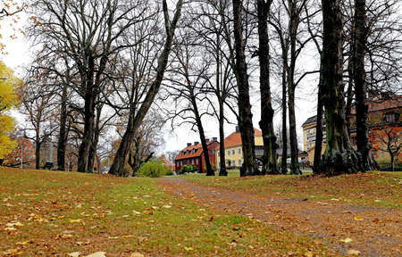 Park in the fall at Skansen Stockholmの写真素材