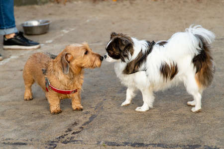 Two little dogs sniffing each other at a dog playground