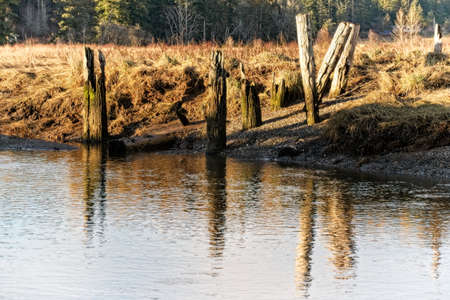 A wetlands area at the Foulweather Bluff Preserve near Hansville, Washington.の写真素材