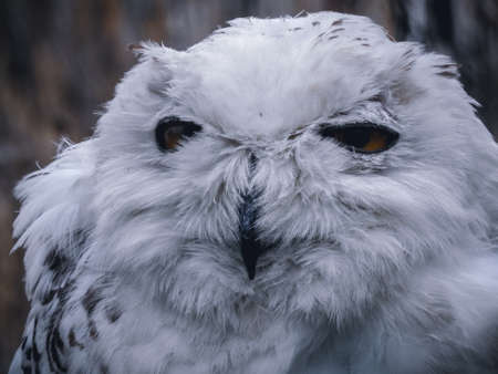 snowy owlの写真素材