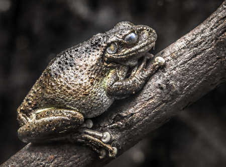 tree frogの写真素材