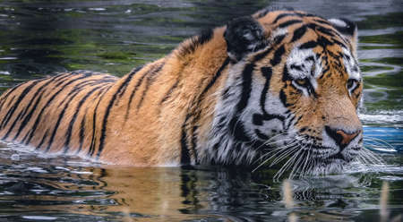 tiger takes a swimの写真素材