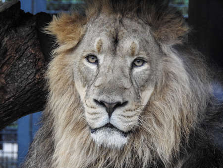 male lion close upの写真素材