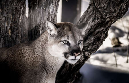 big cat stares into the distanceの写真素材