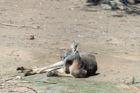 a lone male kangaroo resting on the ground in the sunの写真素材
