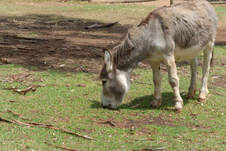 a young donkey grazing on grass in a holding yard in the sunlight