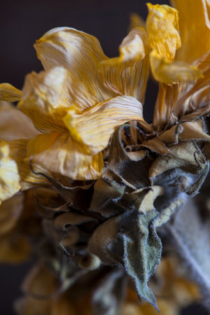 Dried flower of a sunflower on a dark background close upの写真素材