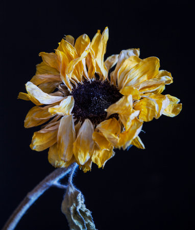 Dried sunflower on a black background. Shallow depth of field