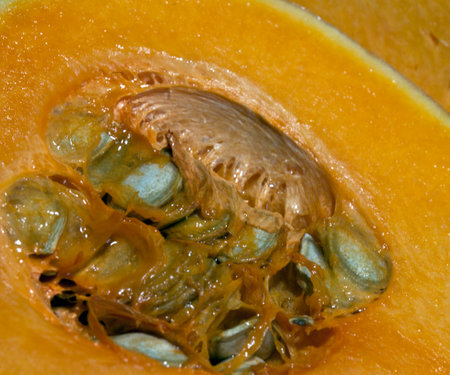 Piece of fresh orange pumpkin with seeds close-up macro photographyの写真素材