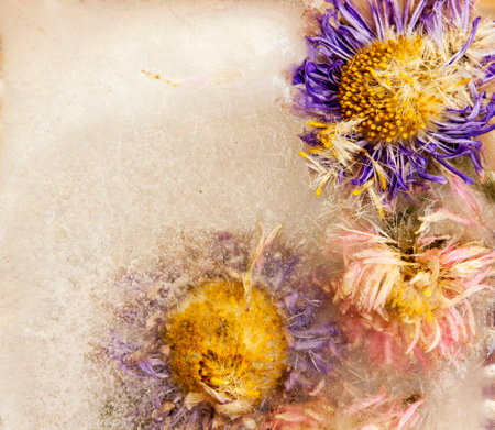 Dry flowers frozen in ice cube. Winter background. Top view.の写真素材