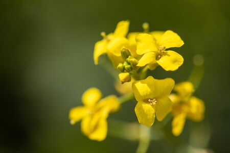 Small yellow spring flowers on the field
